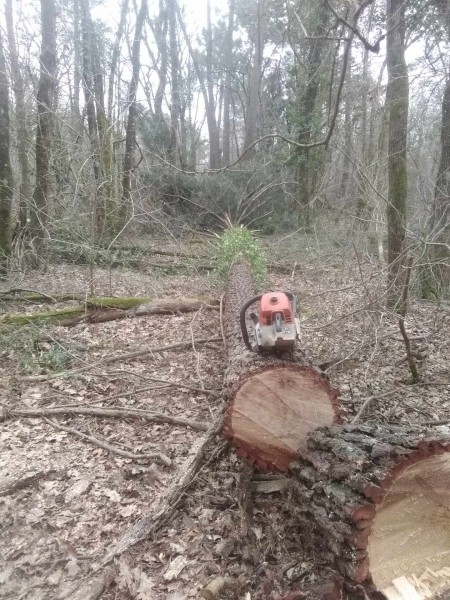 Abattage arbre