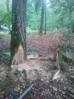 Abattage arbre Maine-et-Loire