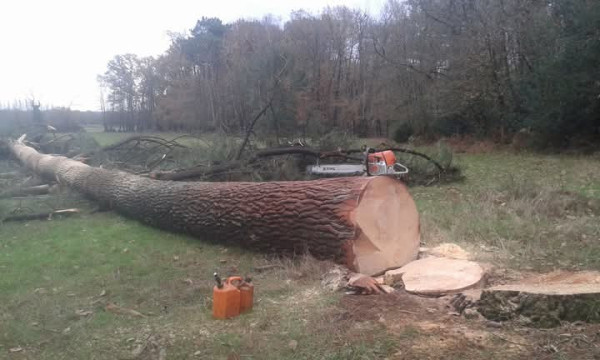 Abattage arbre Sarthe