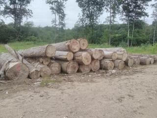 Piquet en bois Sarthe