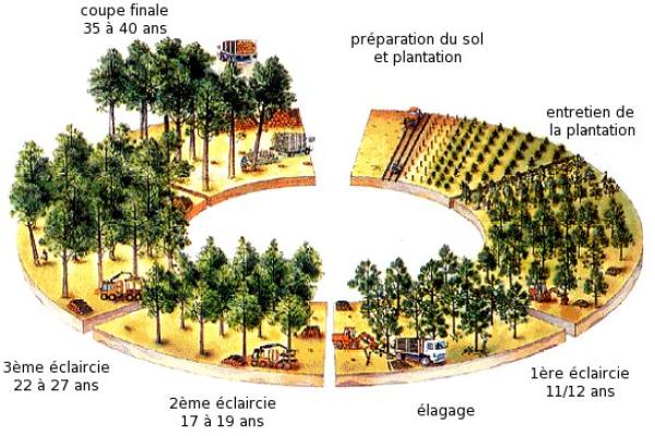 sylviculture Miré